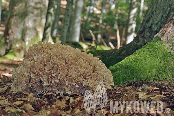 Sparassis nemecii - kotrč Němcův - Mykoweb