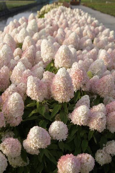 Hydrangea Magical Sweet Summer | SlovenskeTrvalky.sk