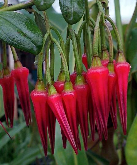 Neotropical Blueberries in nature and cultivation — Exotica Esoterica