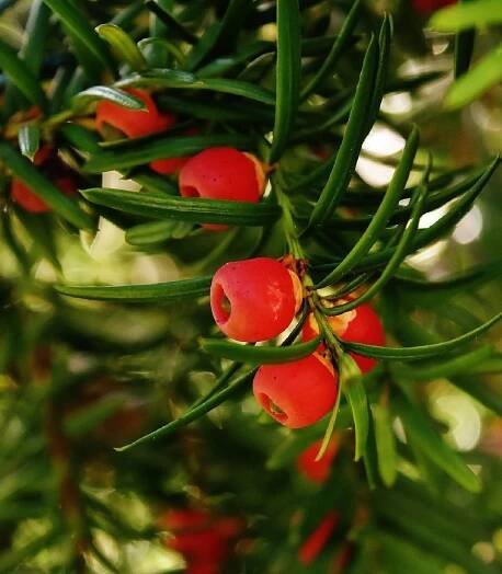 Tis červený - Taxus baccata - semena tisu - 5 ks