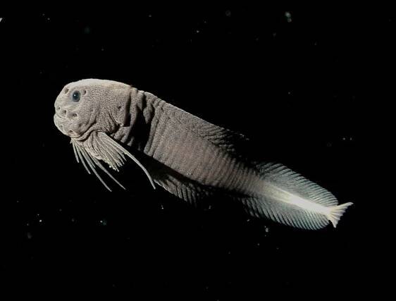 Deep Sea Threadfin Snailfish-Pictures, Appearance, Habitat & Diet