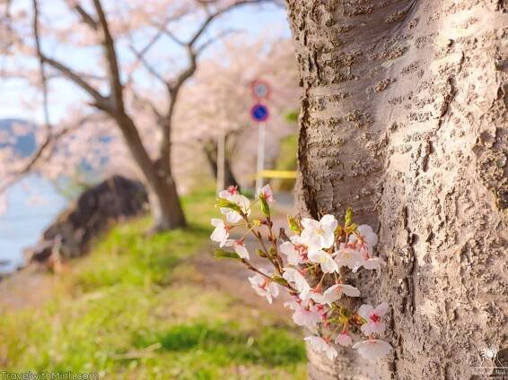 Hoa anh đào nở muộn ở Makino, Shiga