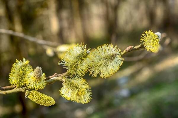 Vrba ušatá (Salix aurita), jehnědy – Oleg1824/Shutterstock
