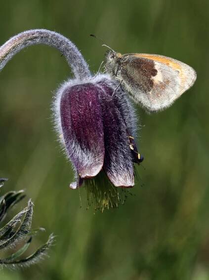 Okkergul randøje, Coenonympha pamphilus