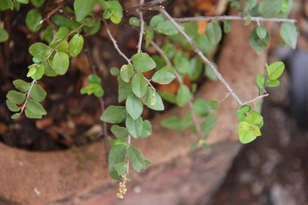 Sageretia thea – eFlora of India