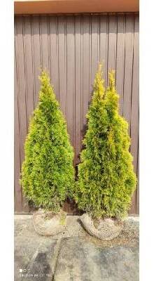 MULTIFLORA Thuje Golden Smaragd 100-120 cm