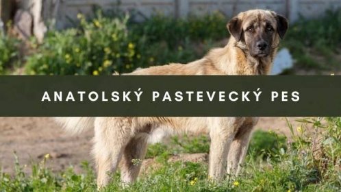 Anatolský pastevecký pes - Atlaso.cz - portál plný informací