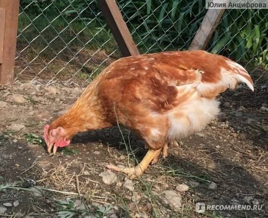 Mini masová kuřata: popis, foto