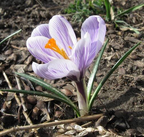 Crocus