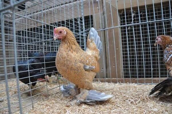 three chickens in a cage with hay on the ground and one chicken is standing up