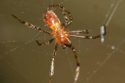 Pavoučí pospolitost: Výhody a úskalí života v pavoučí kolonii | 100+1 ...