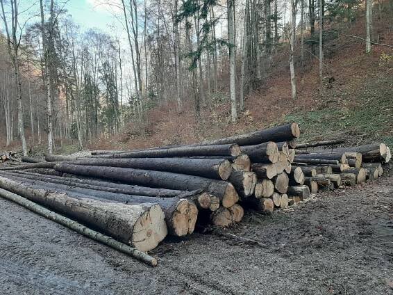Predaj guľatiny 3/2020 - Pozemkové spoločenstvo Bývalý urbariát Hrabušice