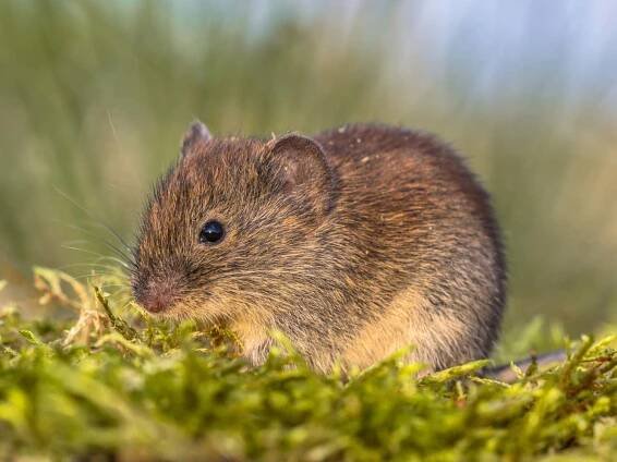 vole arvicolinae identification