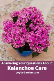 Kalanchoe Blossfeldiana Care: Answering Your Questions