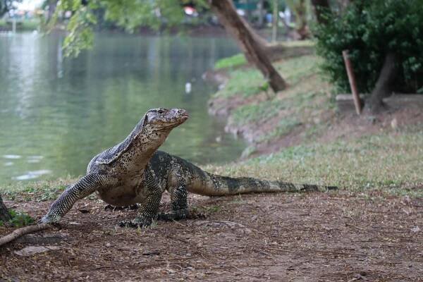 bezplatná Asijský vodní varan poblíž jezera v Thajsku, venkovní prostředí. Základová fotografie
