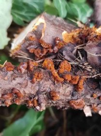Opeňka měnlivá a rez hrušňová - Kudluv fotoatlas hub