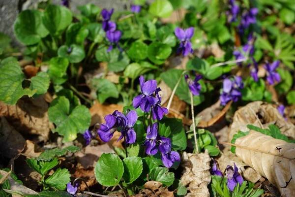 Wohlriechendes Veilchen - Naturkalender ZAMG