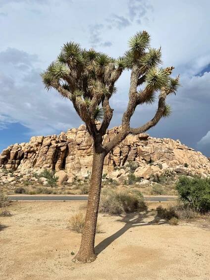 A Joshua Tree at Joshua Tree National Park