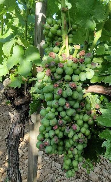 Práce vo vinohrade po ľadovci - vinoavinarstvo.sk