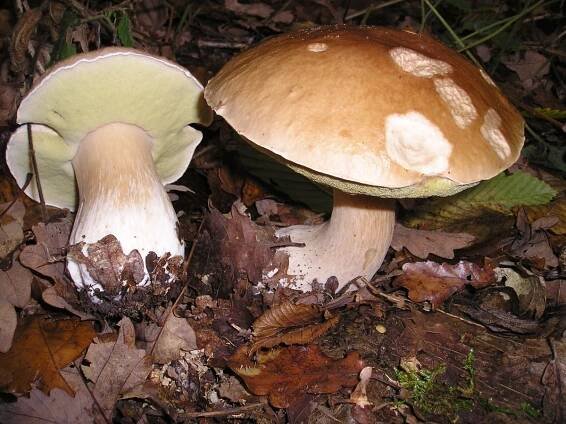 Soubor:Boletus edulis EtgHollande 041031 091.jpg – Wikipedie