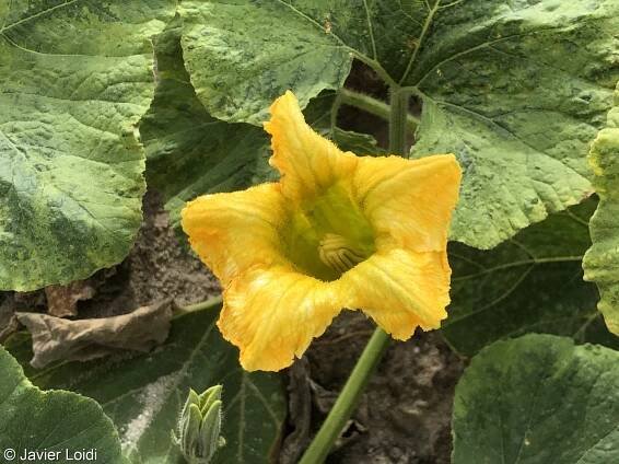 Cucurbita maxima – tykev obrovská, dýně obrovská