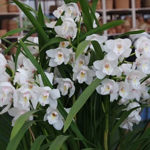 Fotografie akce: Prodejní výstava orchidejí-zahradnictví Chládek
