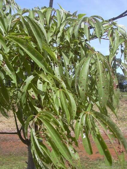 Vlnovec pětimužný (Ceiba pentandra)