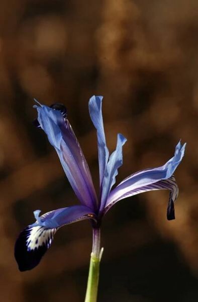 Iris reticulata var. bakeriana