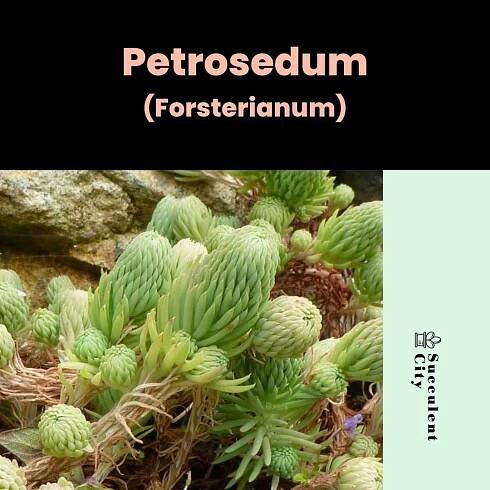 Petrosedum Forsterianum genus page