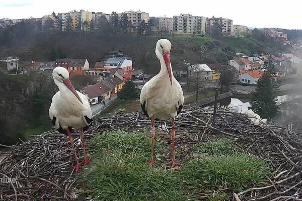Komín nad prodejnou Flystork: Virtuální pohled do života naších čápů.