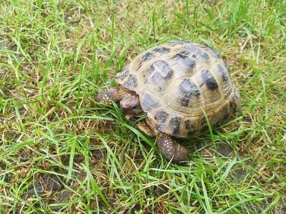 Želva stepní - čtyřprstá - Testudo horsfieldii - Uherské Hradiště