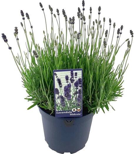 OBI Levandule "Hidcote" průměr květináče cca 23 cm Lavandula angustifolia