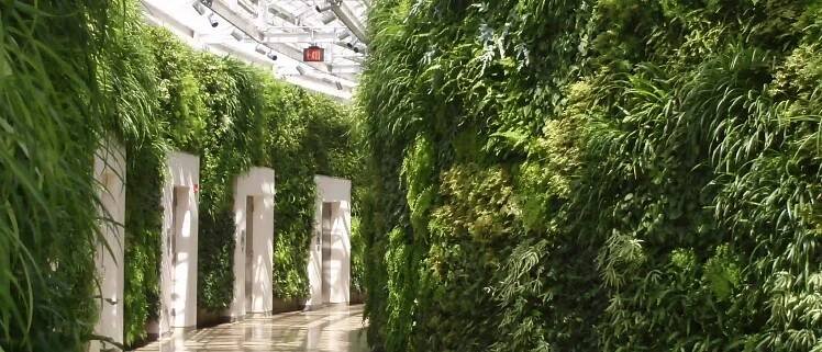 Ambius longwood project
