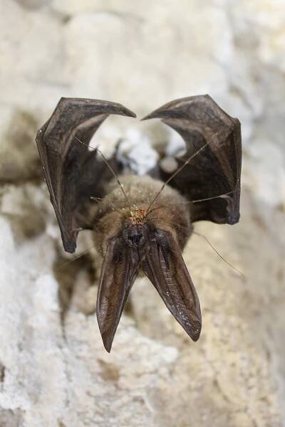Human uses of bats - Wikipedia