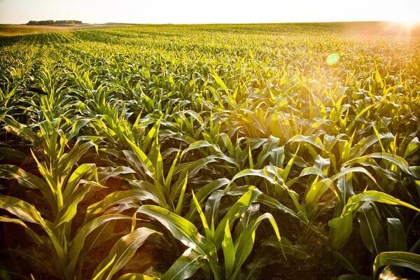 Sosdia Stress abiotic stress mitigator | Corteva Agriscience