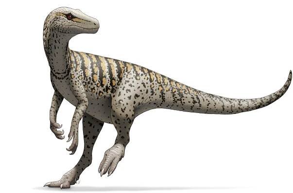 Herrerasaurus.