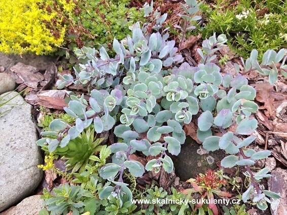 Rozchodník - Sedum cauticola
