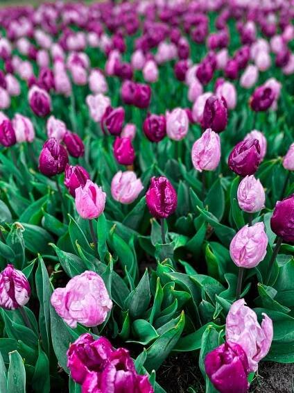 Cesta za tulipány