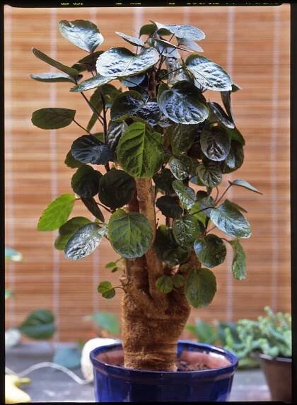 Polyscias/Polyscias scutellaria