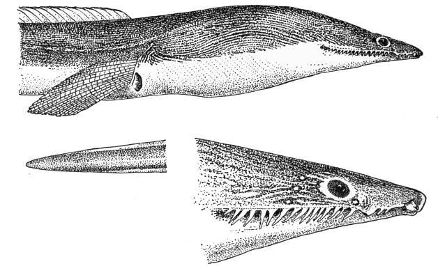 Cirrhimuraena