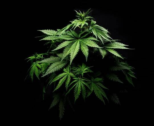The Entourage Effect: How THC and Other Weed Compounds Mix