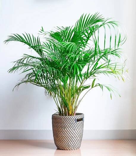 Areca Palm Houseplant