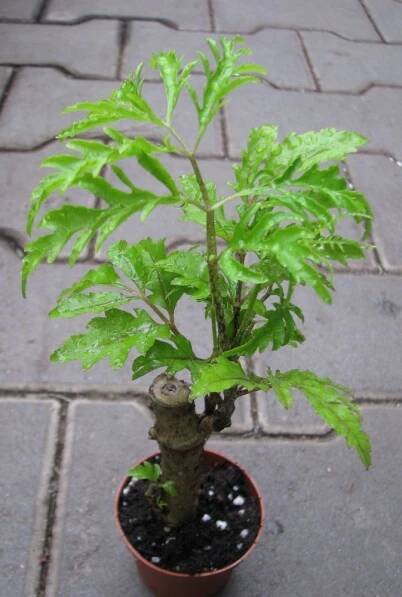 polyscias filicifolia — Květinářství Plantica