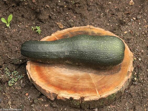 Cucurbita pepo – tykev obecná, dýně obecná • Pladias: Databáze české flóry a vegetace