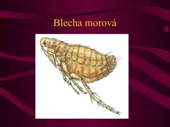 Blecha morová 
 