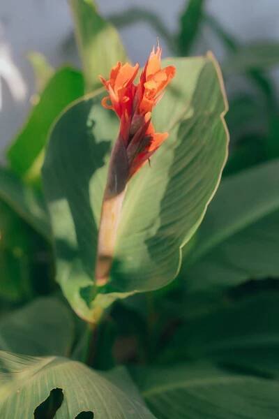 Bezplatný obrázek: Indická stříknutá rostlina nebo květ šípy africké, vytrvalá bylina s oranžovo-červeným květem (Canna indica)