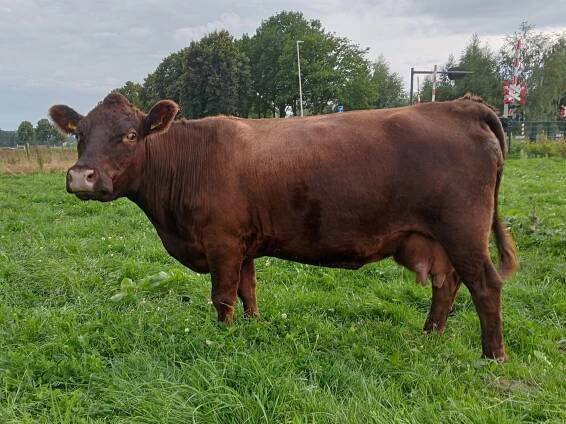 PorcPrunus Paulet VG87 | Dexter mini-koeien van stal PorcPrunus