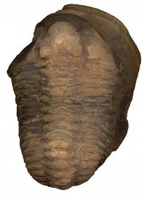 Trilobitomorpha - Wikispecies