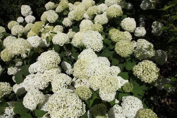 Hydrangea arborescens 