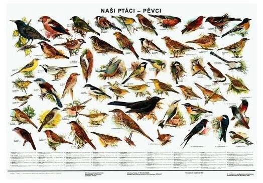 Naši ptáci - pěvci (nástěnná tabule) - - UčebniceMapy.cz